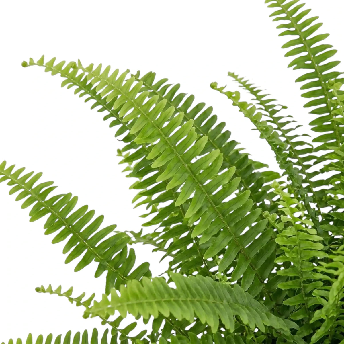 Close-up of dense Nephrolepis exaltata ‘Green Lady’ foliage with overlapping green fronds