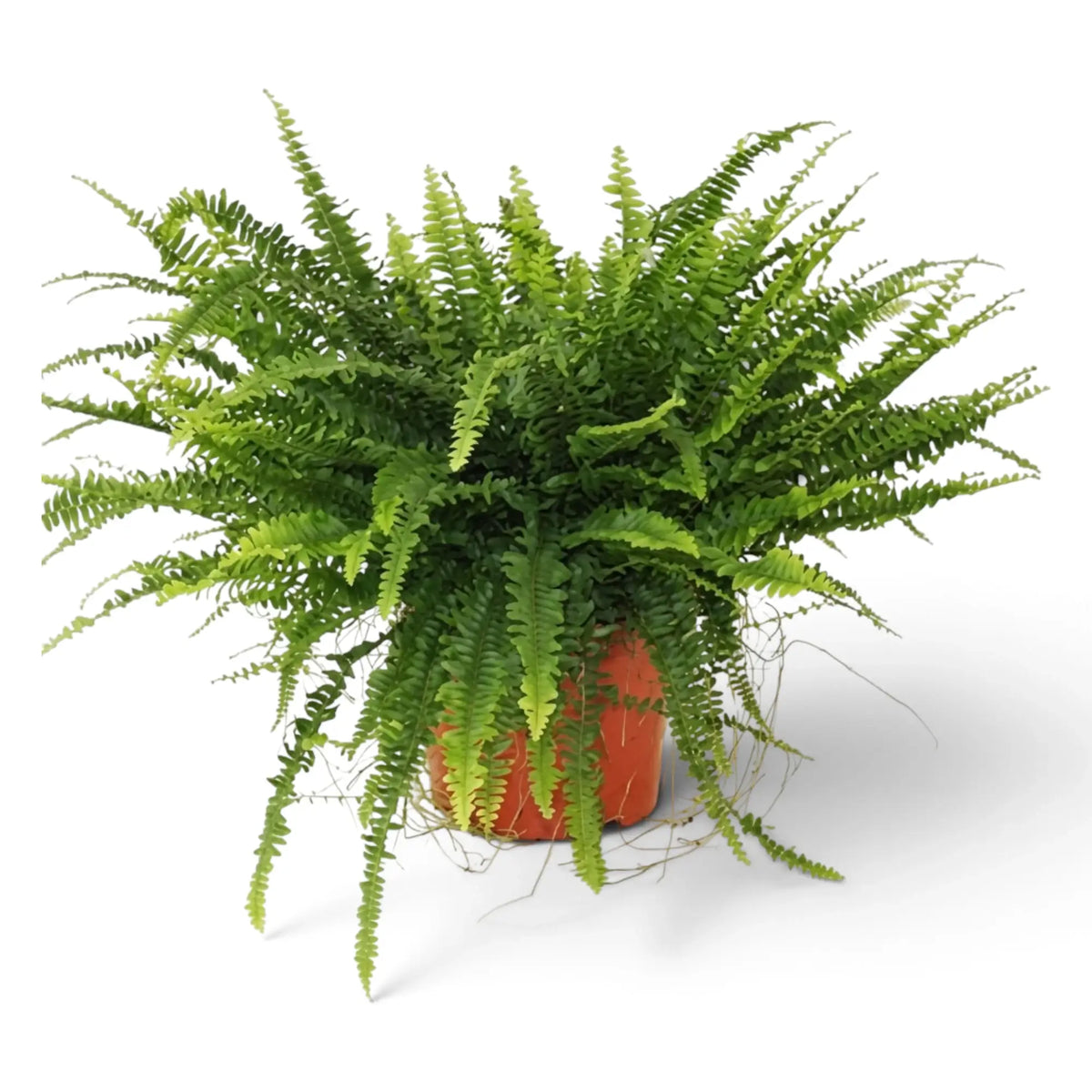 Large Nephrolepis exaltata ‘Green Lady’ with dense upright and arching green fronds