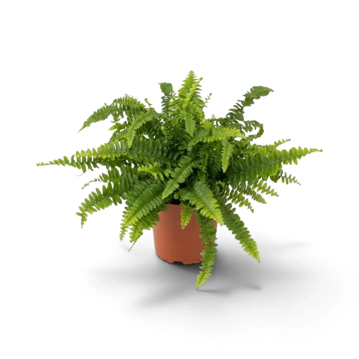 Nephrolepis exaltata ‘Green Lady’ medium fern with a dense fountain-shaped crown of fronds