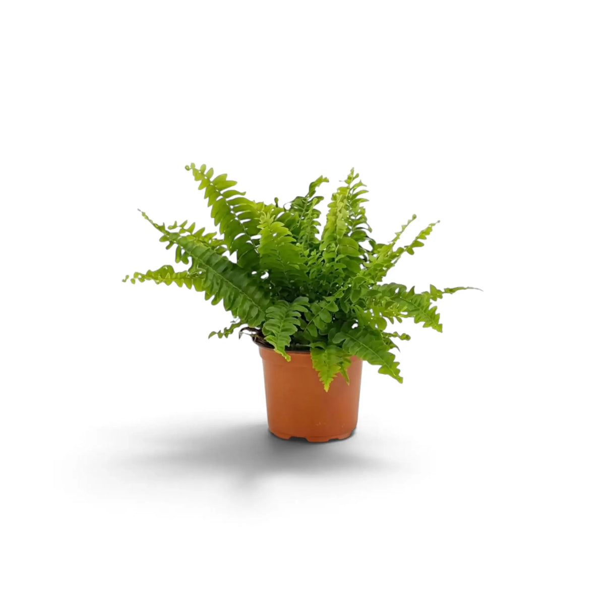 Nephrolepis exaltata ‘Green Lady’ small fern showing dense bright-green fronds