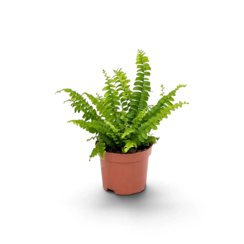 Small Nephrolepis exaltata ‘Green Lady’ fern with bright-green arching fronds in a nursery pot