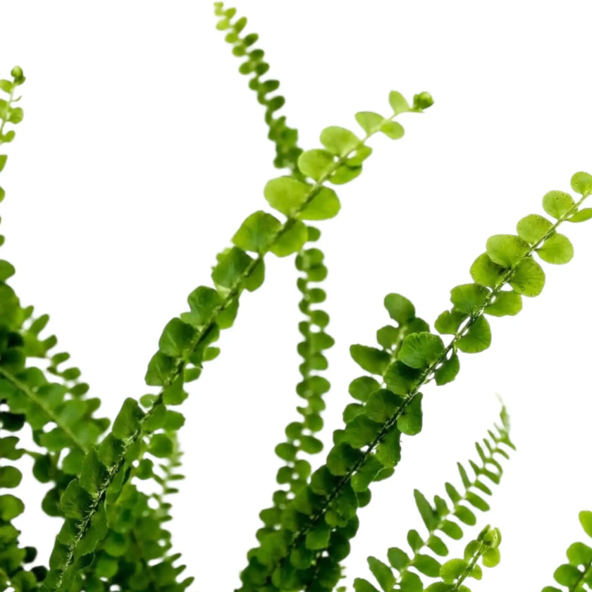 Nephrolepis cordifolia ‘Duffii’ foliage detail showing small button-like leaflets on fine fronds