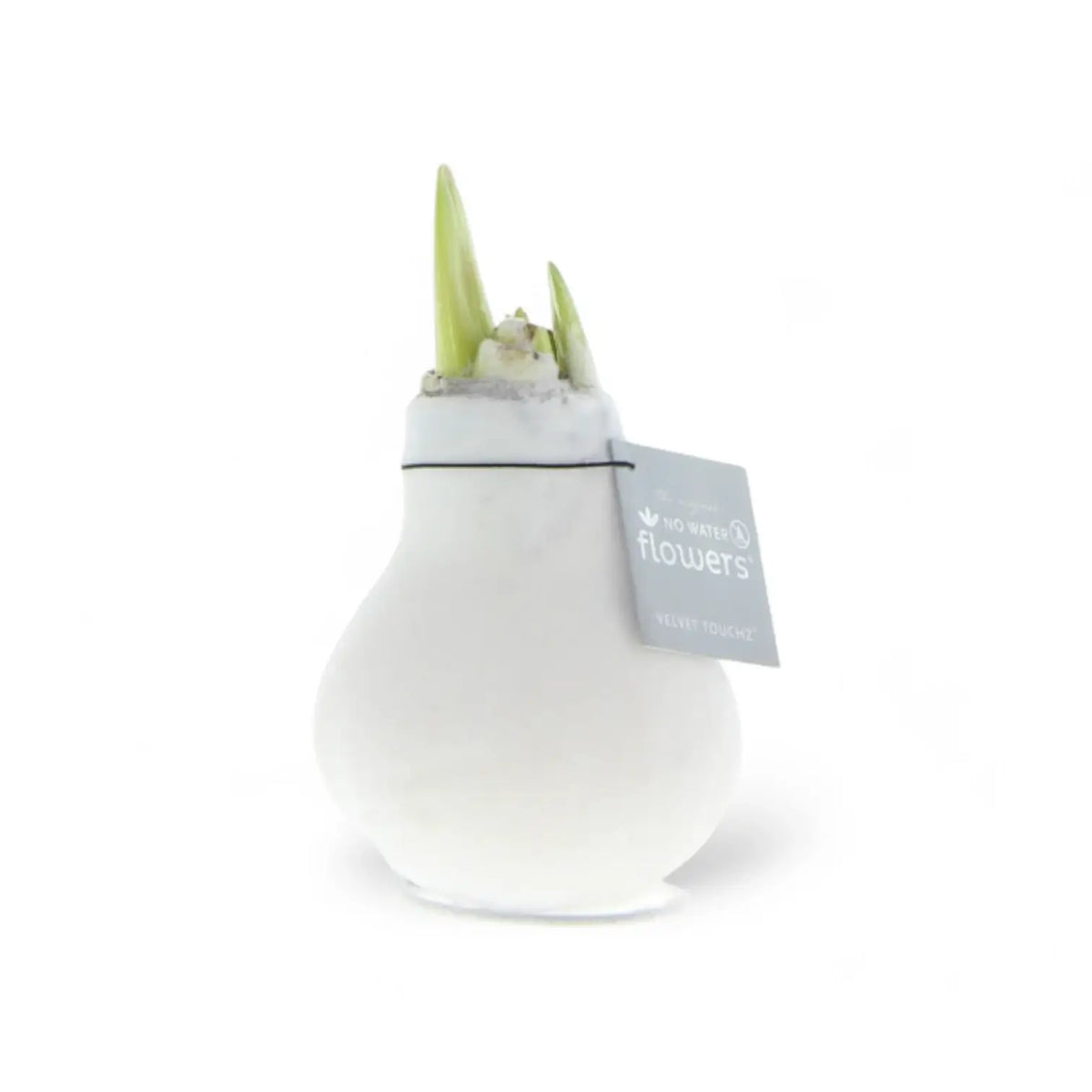 No Water Flowers: Wax Amaryllis Bulbs potted plant in nursery pot on white background.