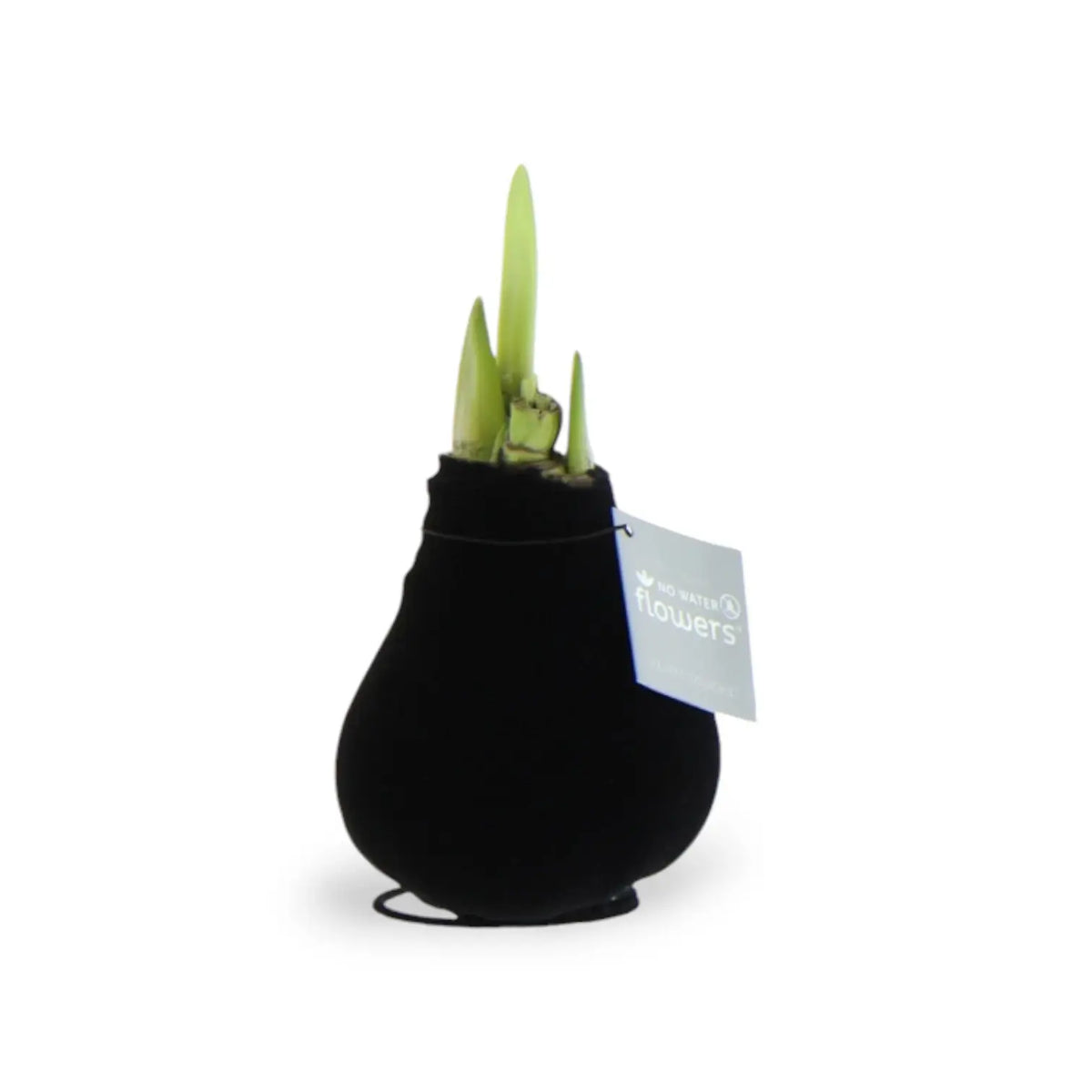 No Water Flowers: Wax Amaryllis Bulbs potted plant in nursery pot on white background.