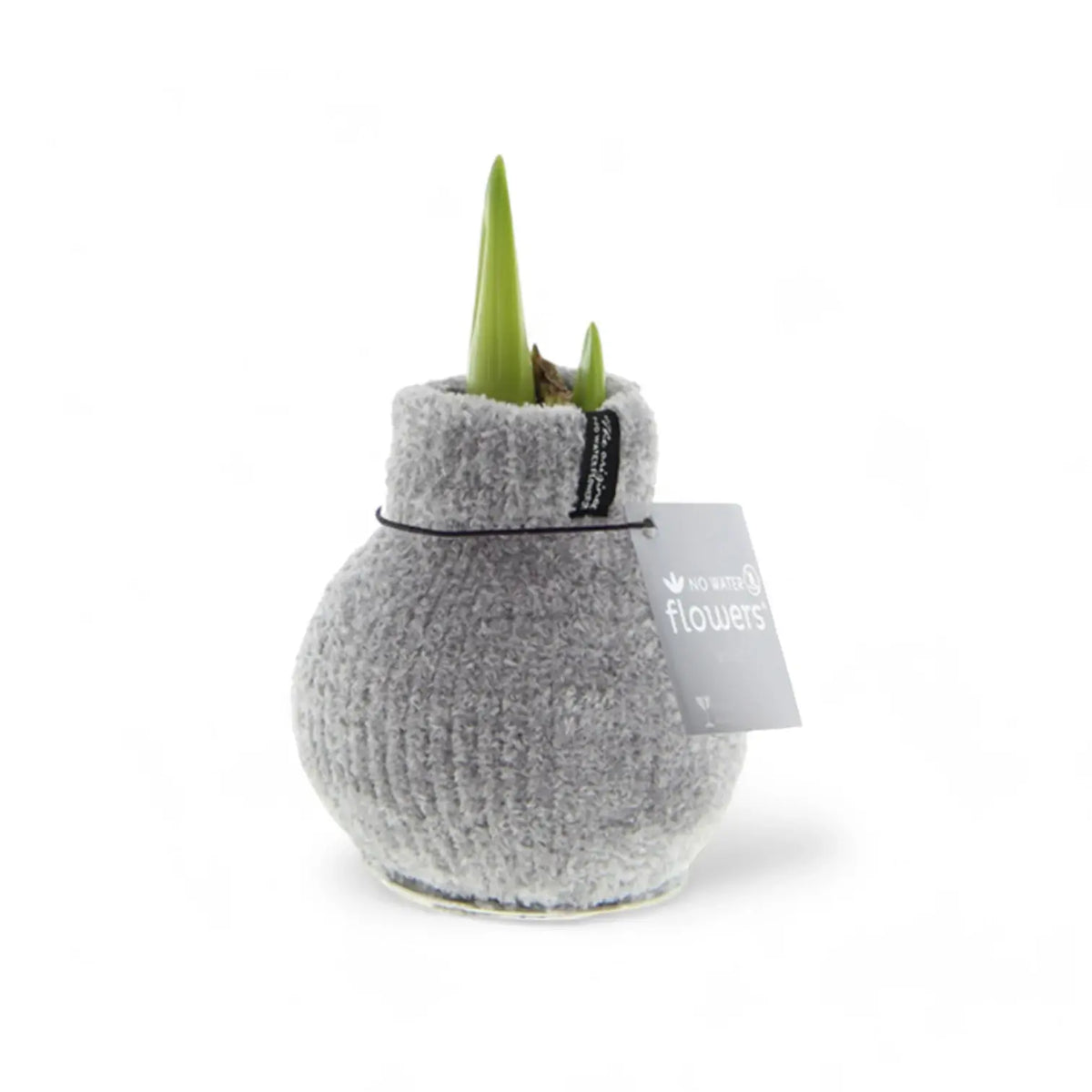 No Water Flowers: Wax Amaryllis Bulbs potted plant in nursery pot on white background.