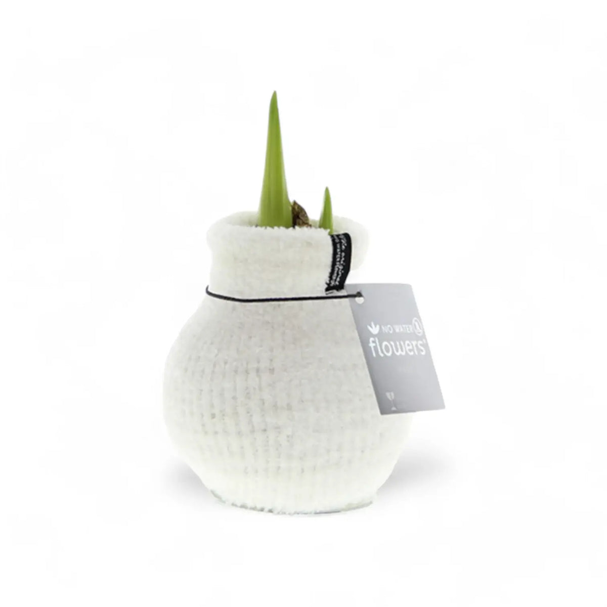 No Water Flowers: Wax Amaryllis Bulbs potted plant in nursery pot on white background.