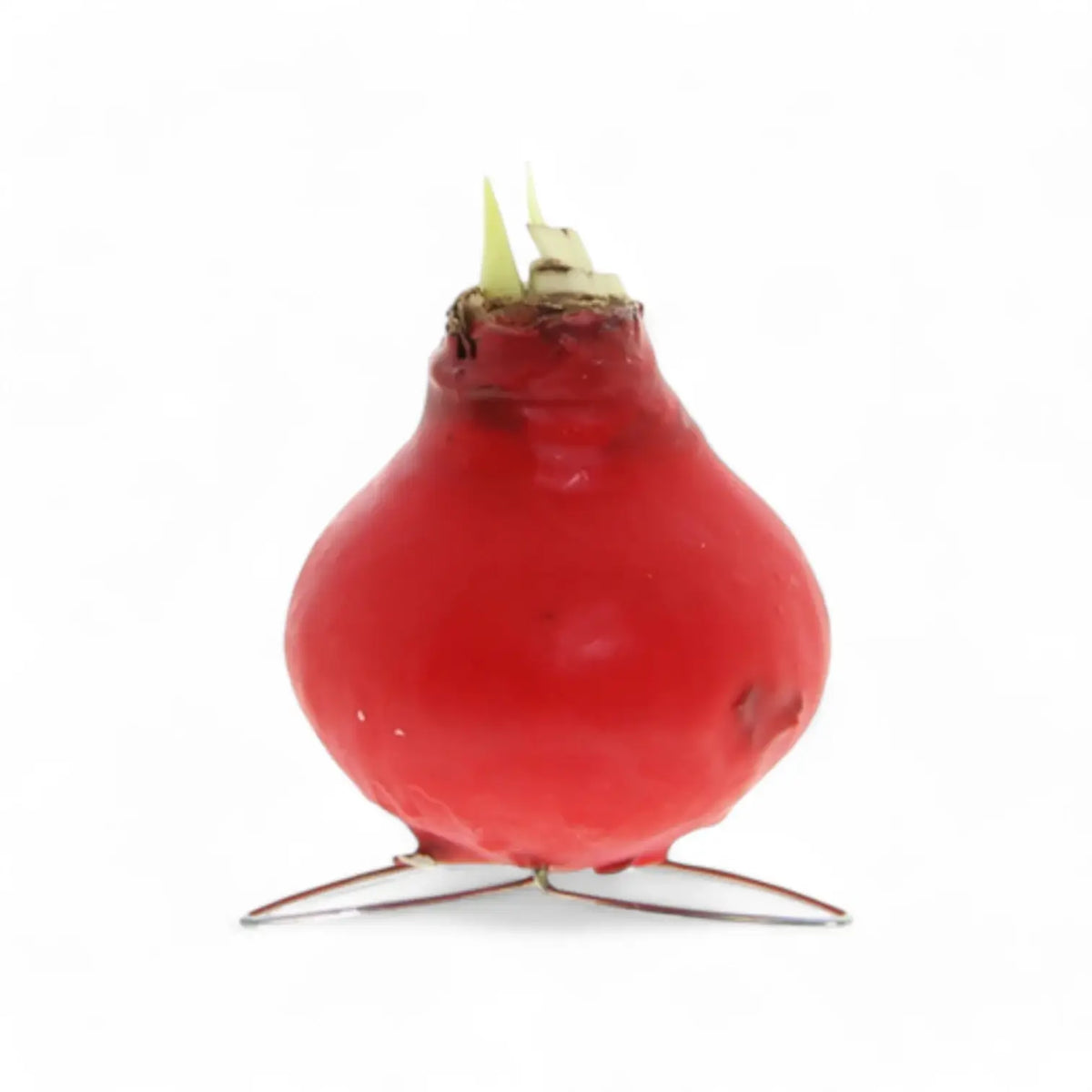 No Water Flowers: Wax Amaryllis Bulbs potted plant in nursery pot on white background.