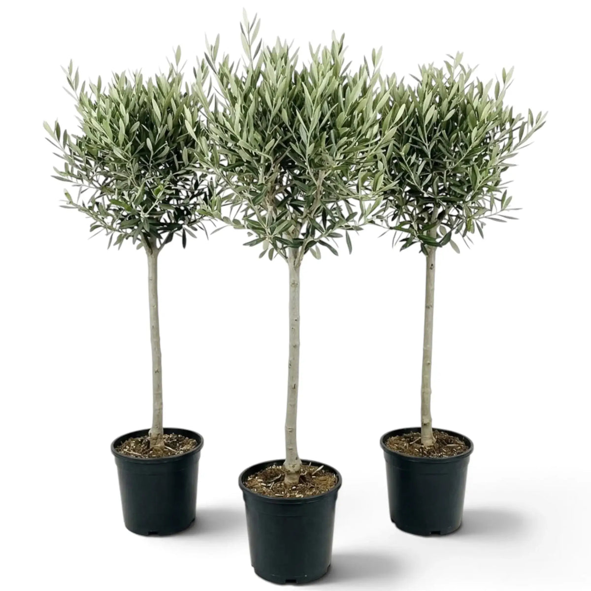 Three extra-large potted Olea europaea plants with woody trunks and dense grey-green crowns