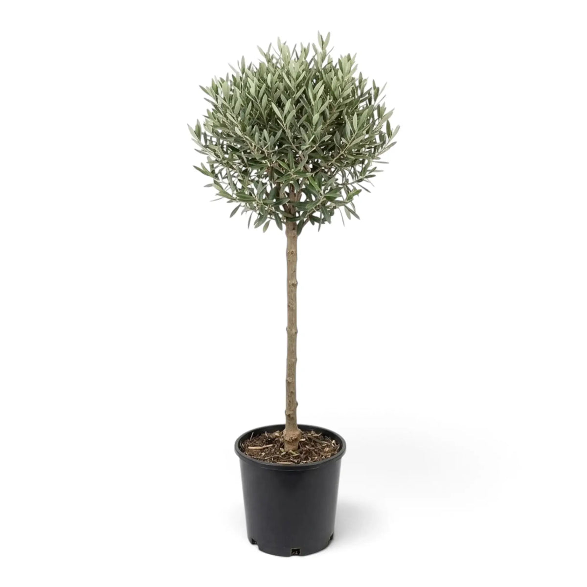 Extra-large potted Olea europaea with a woody trunk, branching crown and dense grey-green leaves