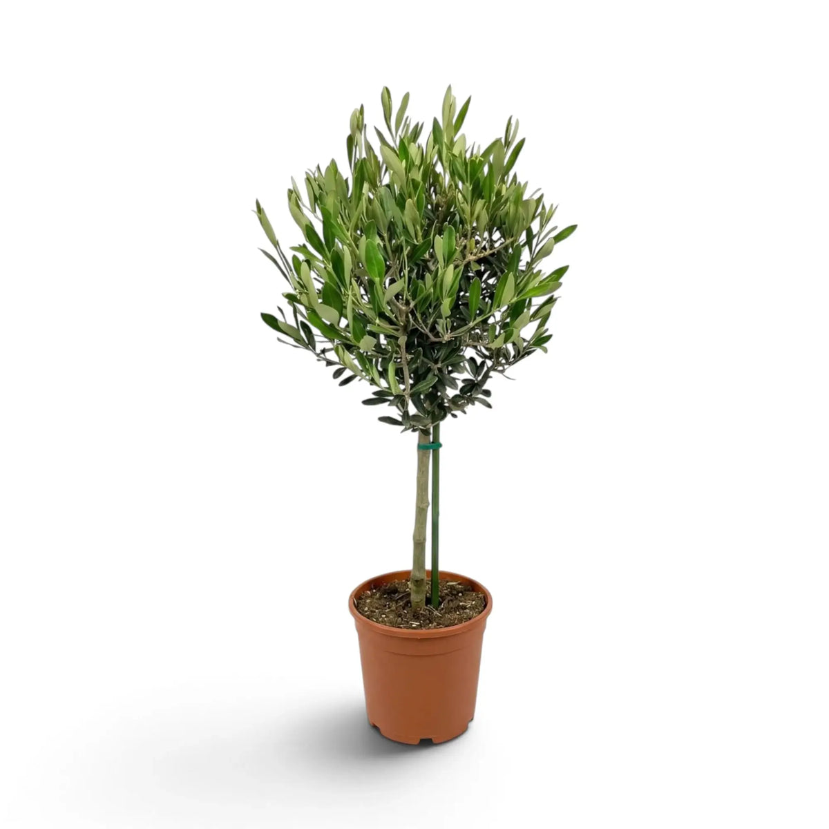 Large potted Olea europaea with a woody trunk and branching crown of narrow grey-green leaves
