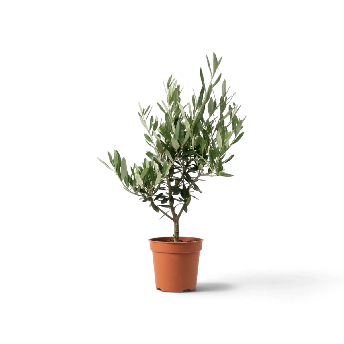 Medium Olea europaea with branching stems and narrow silver-green leaves