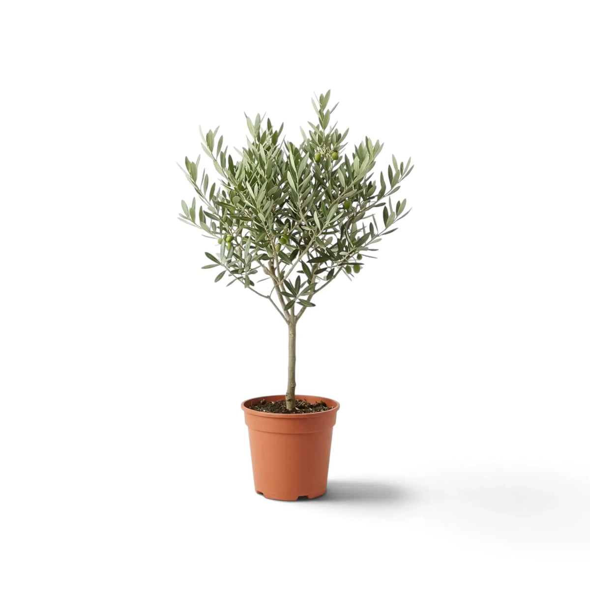 Medium Olea europaea with branching woody stems, grey-green leaves and green olives