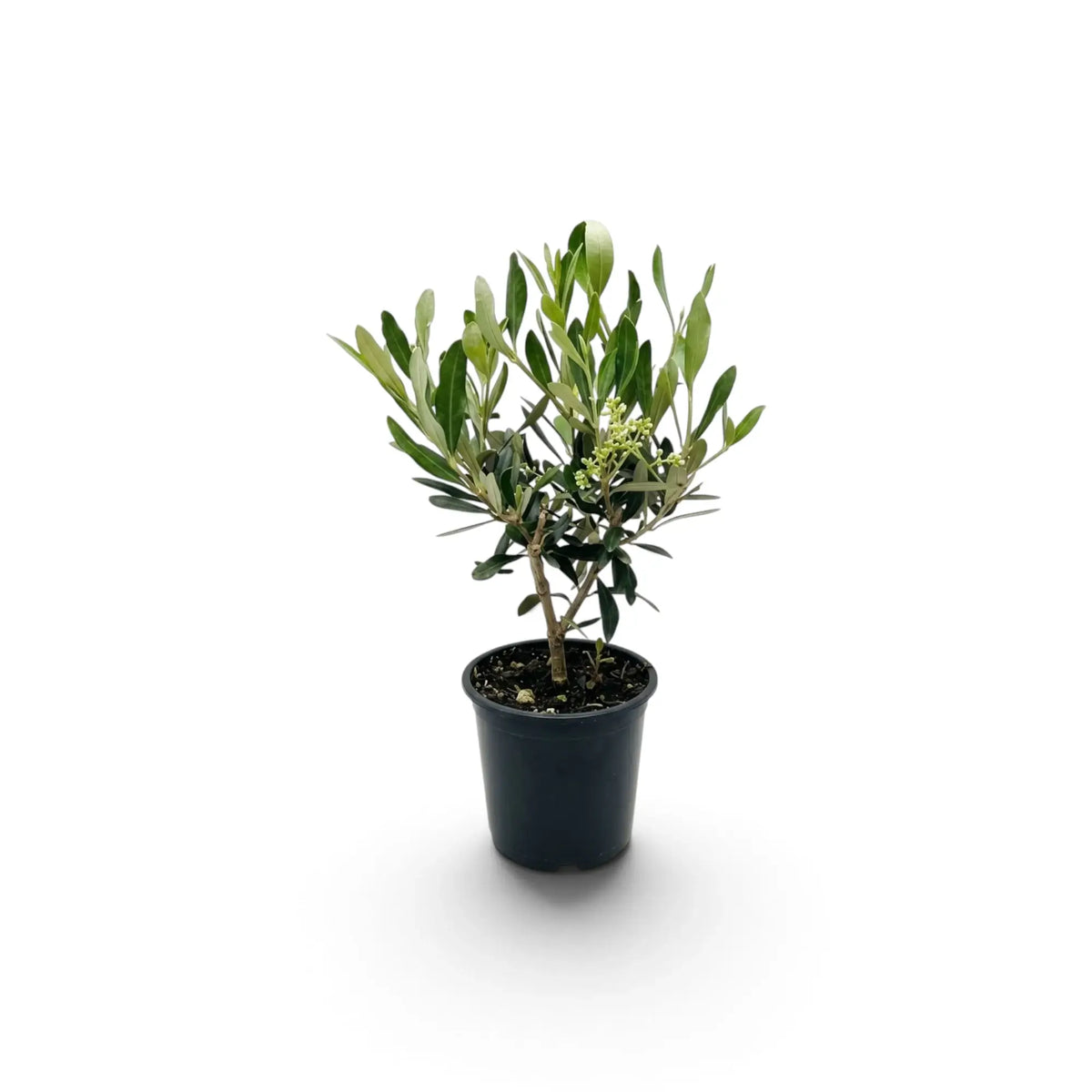 Small Olea europaea with narrow silver-green leaves and clusters of pale flowers and buds