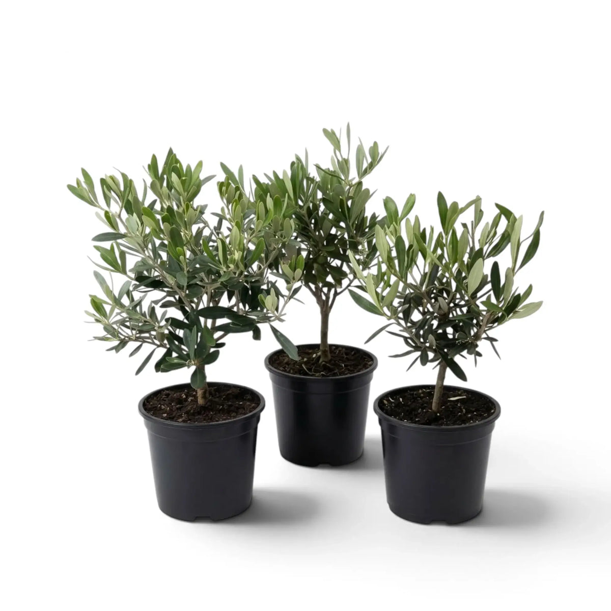 Three small potted Olea europaea plants with slender branches and narrow silver-green leaves