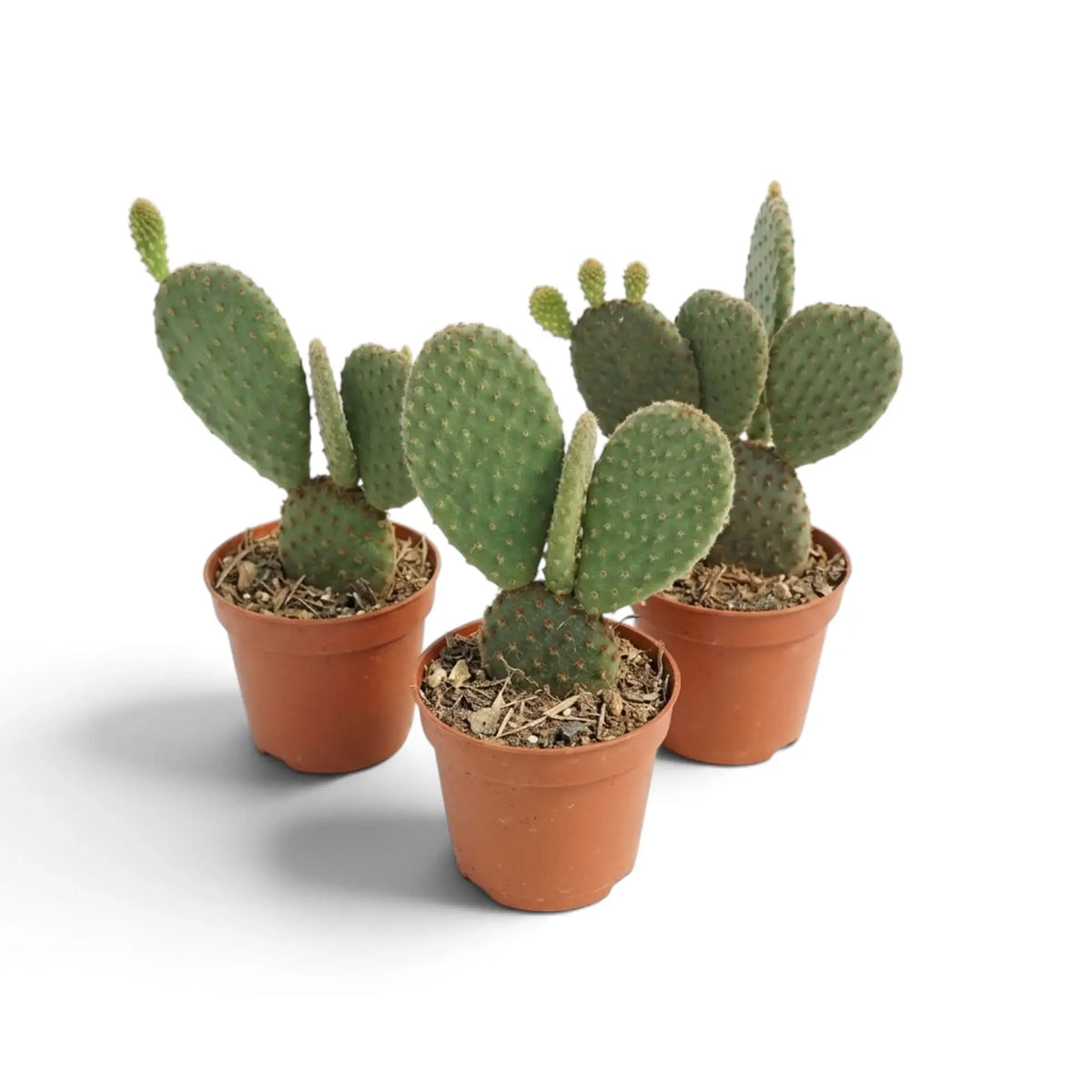 Drei junge Opuntia microdasys mit unterschiedlich angeordneten flachen Triebgliedern