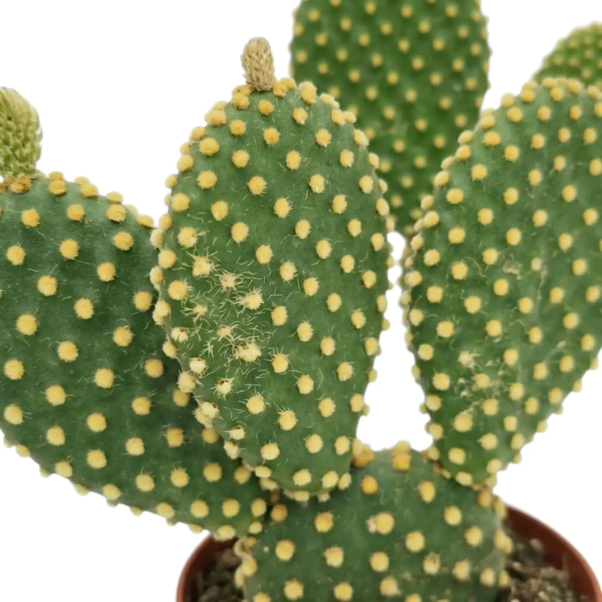 Triebglieder von Opuntia microdasys (Hasenohrkaktus) mit feinen goldgelben Borstenbüscheln