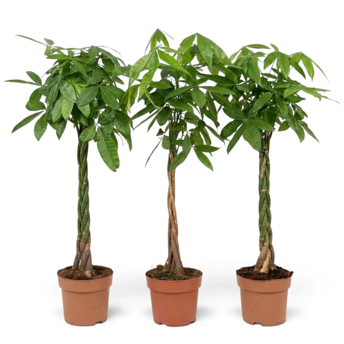 Extra-large Pachira aquatica with a tall woody base supporting a wide leafy crown