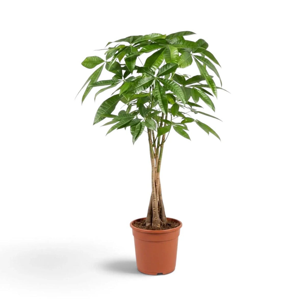 Potted large Pachira aquatica with dense hand-shaped foliage held above upright woody stems