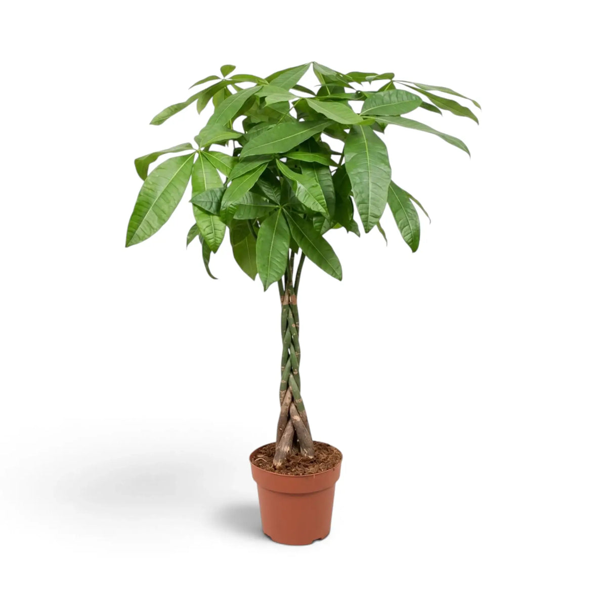 Large Pachira aquatica showing a rounded canopy of glossy green leaflets