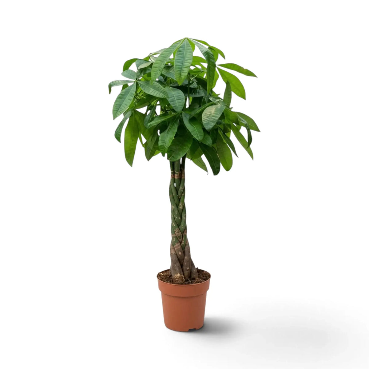 Large Pachira aquatica with a tall woody base and broad crown of glossy palmate leaves