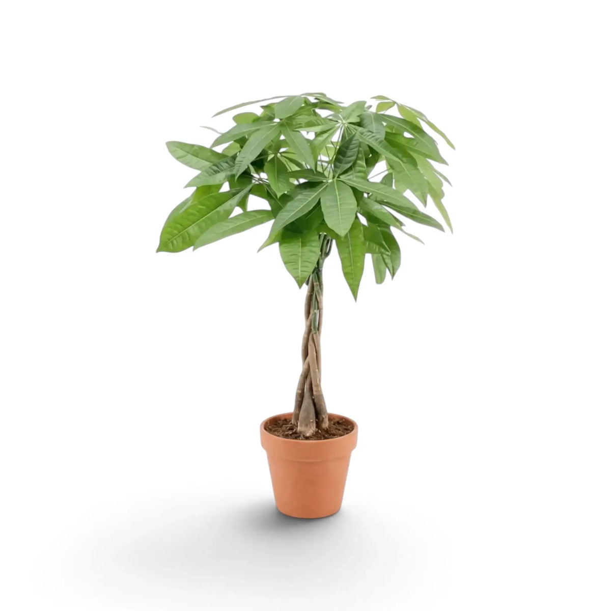 Medium Pachira aquatica with a crown of glossy palmate leaves in a nursery pot
