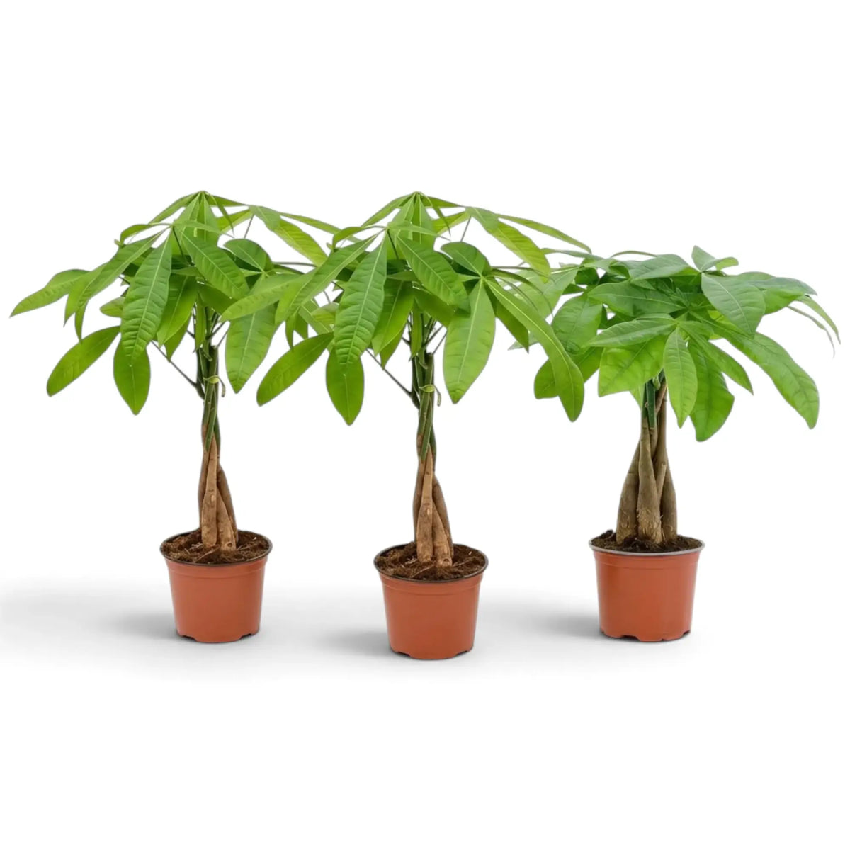 Small Pachira aquatica with compact upright growth and a dense canopy of glossy palmate leaves