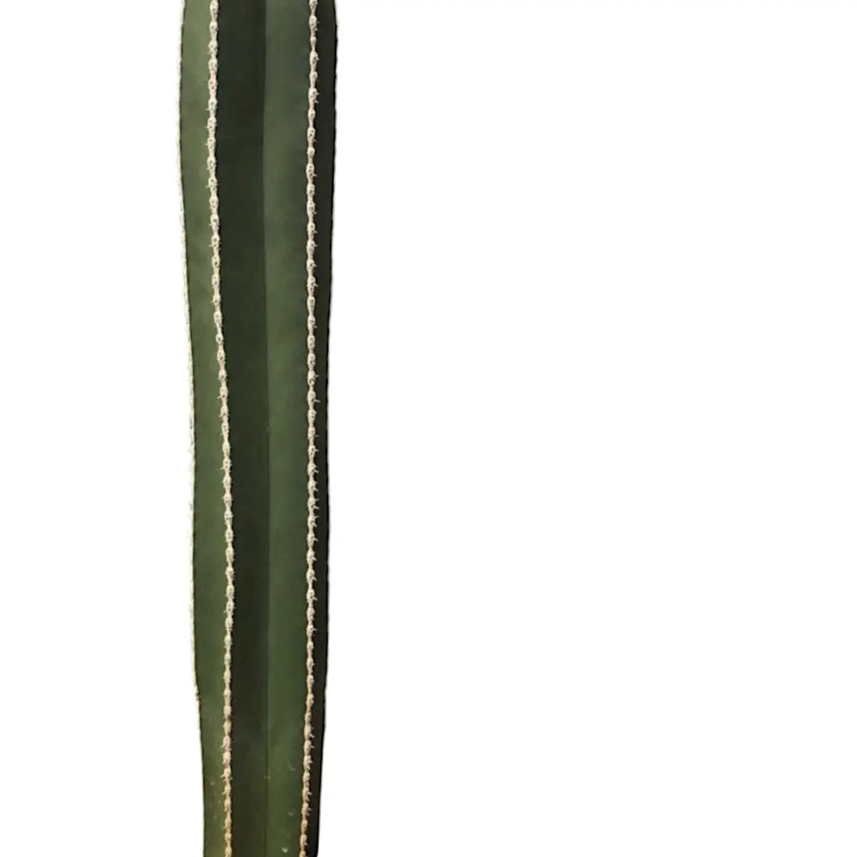 Pachycereus marginatus – Blattdetail vor weißem Hintergrund..