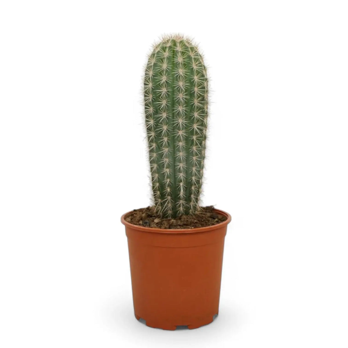 Pachycereus pringlei potted plant in nursery pot on white background.