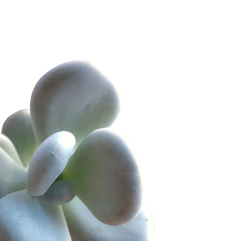 Nahaufnahme eines Blatts von Pachyphytum bracteosum vor weißem Hintergrund.