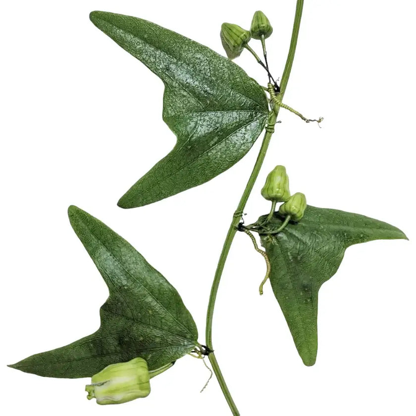 Passiflora biflora – Blattdetail vor weißem Hintergrund..