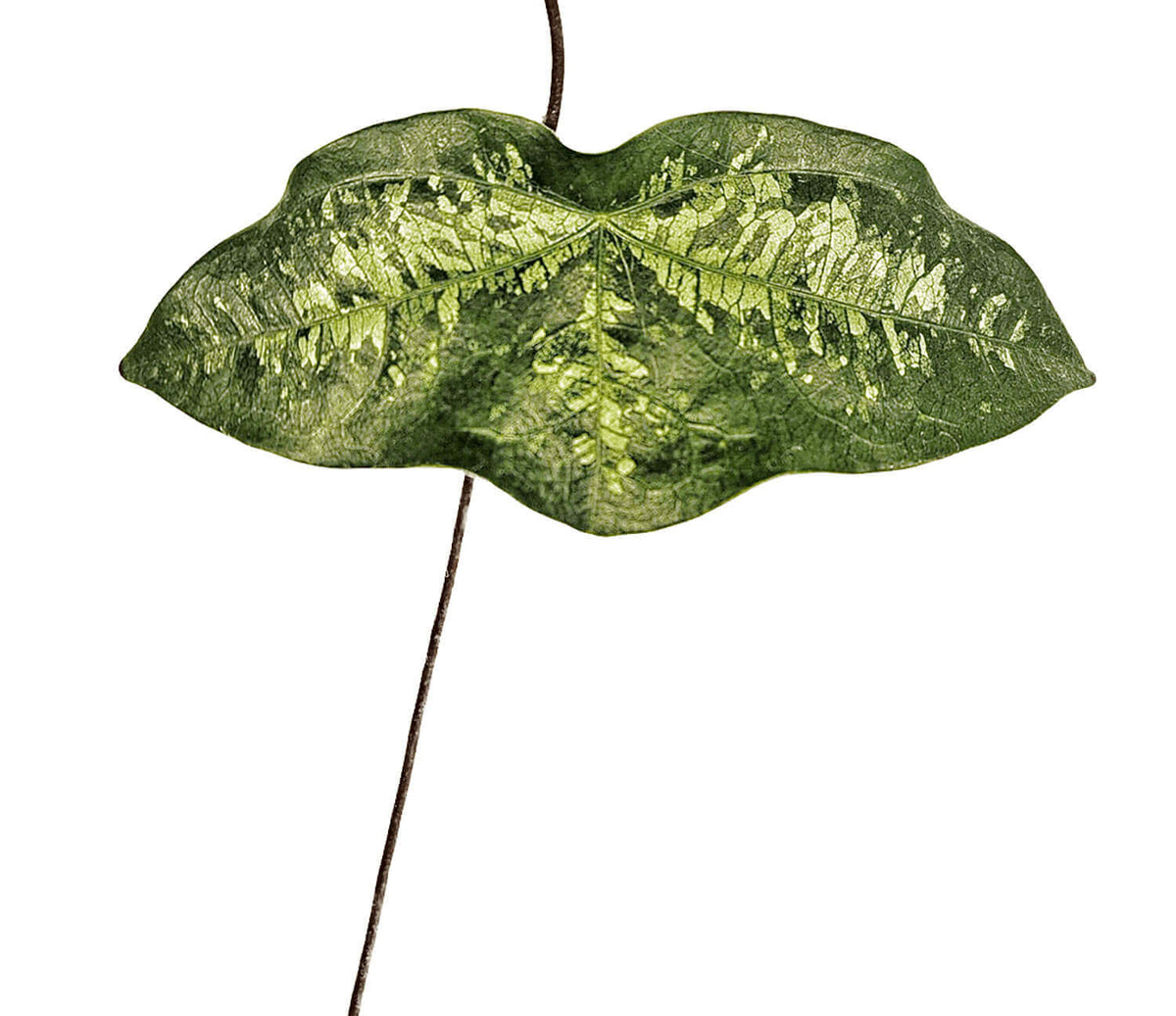 Passiflora coriacea leaf detail on white background.