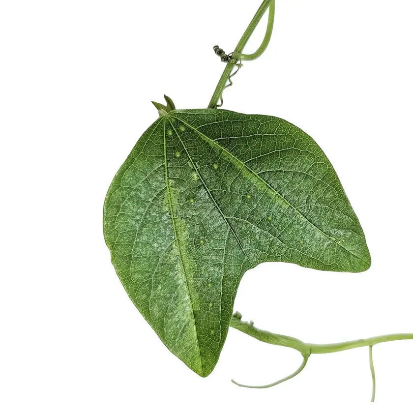 Passiflora jorullensis – Blattdetail vor weißem Hintergrund..