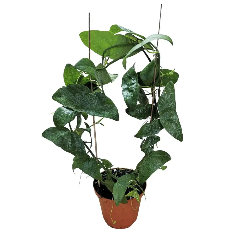 Passiflora misera potted plant in nursery pot on white background.