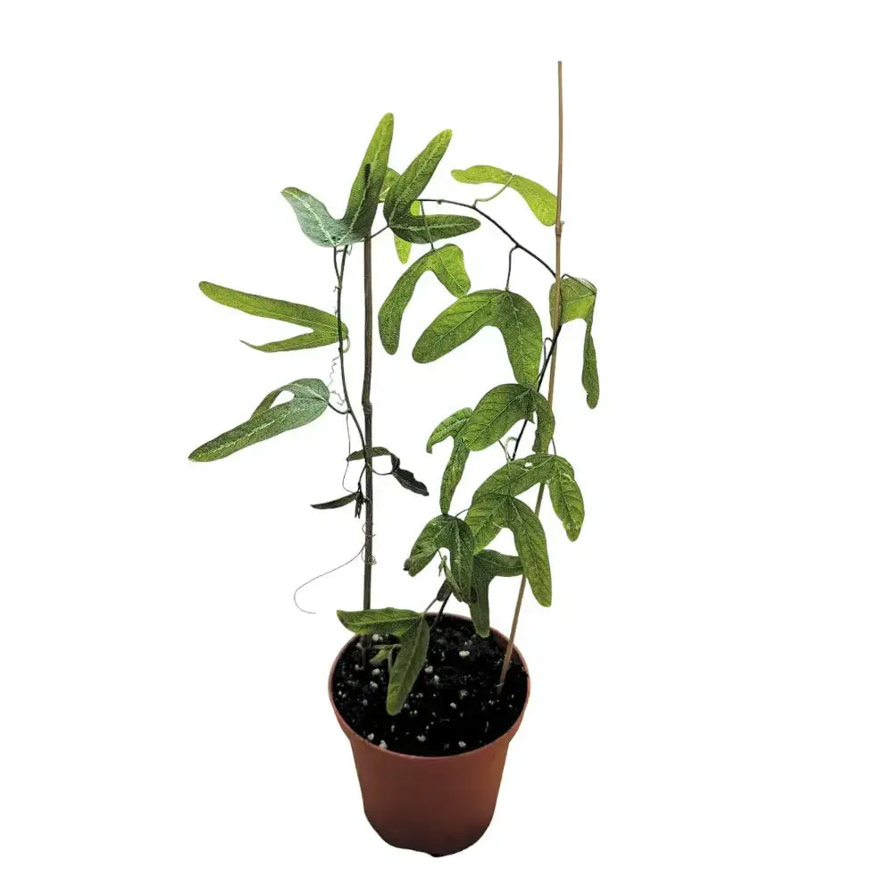 Passiflora ornithoura potted plant in nursery pot on white background.