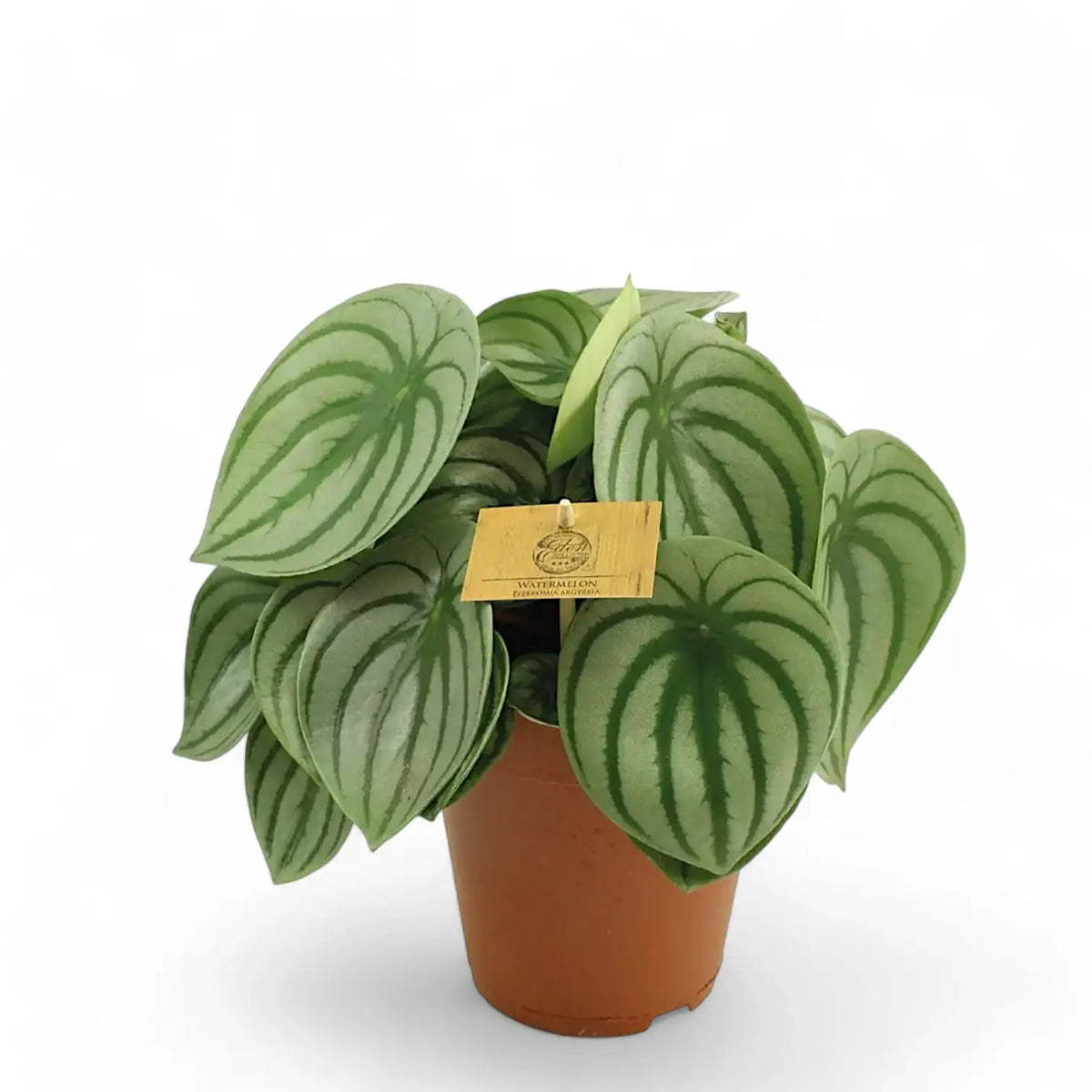 Peperomia argyreia potted plant in nursery pot on white background.