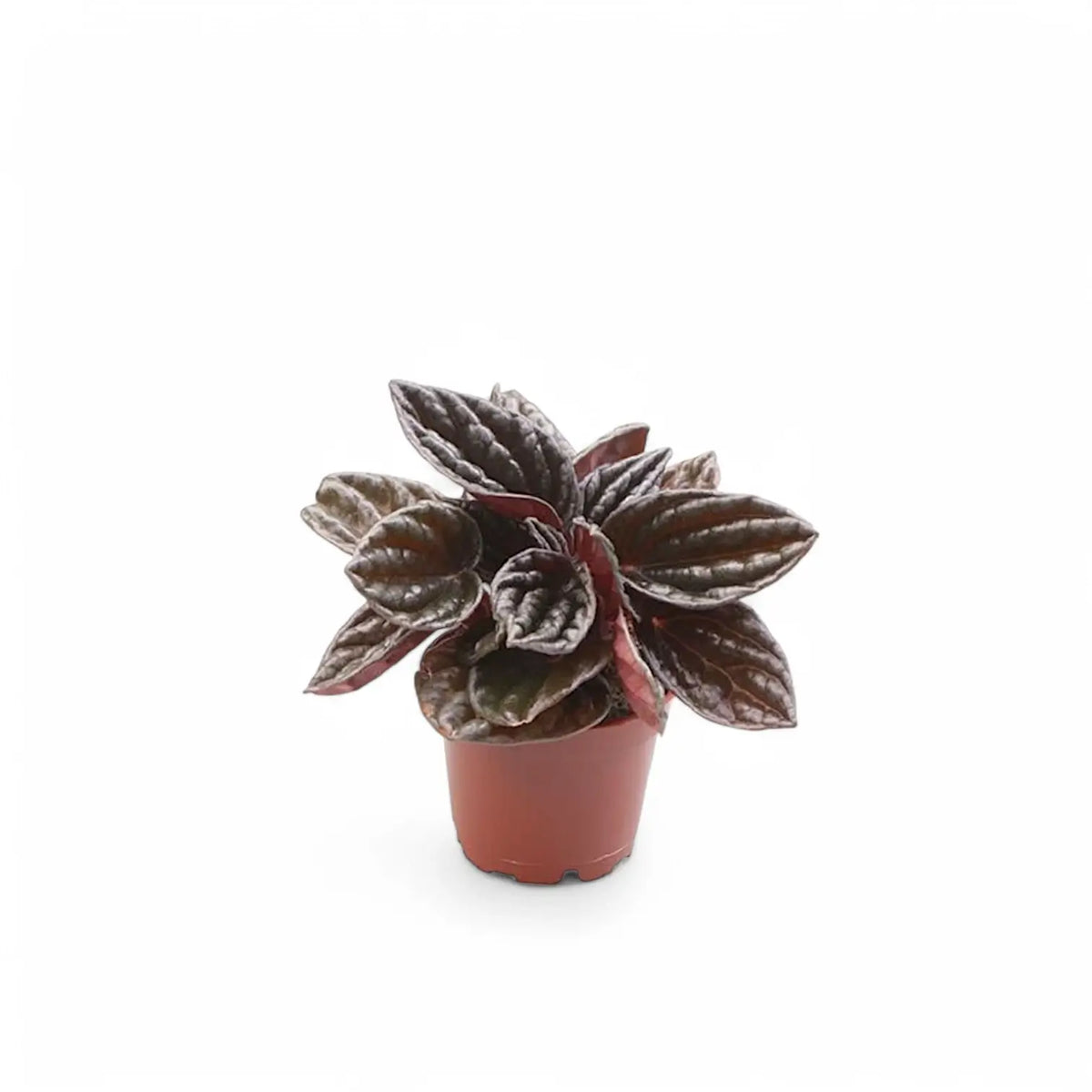 Peperomia 'Brasilia' Zimmerpflanze im Anzuchttopf vor weißem Hintergrund, Produktfoto 2.