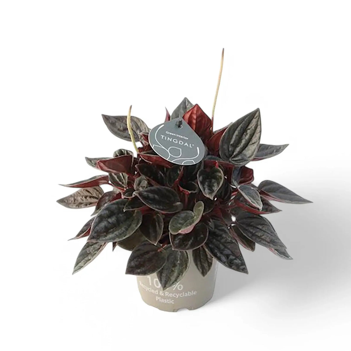 Peperomia 'Brasilia' Zimmerpflanze im Anzuchttopf vor weißem Hintergrund, Produktfoto 3.