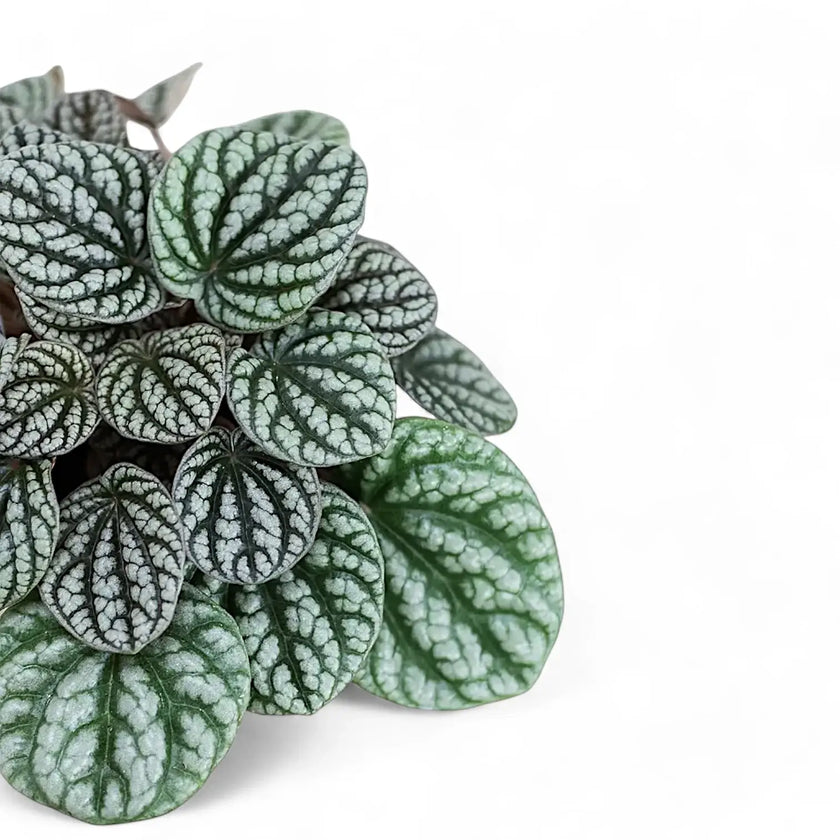 Peperomia caperata 'Burbella' leaf close-up on white background.