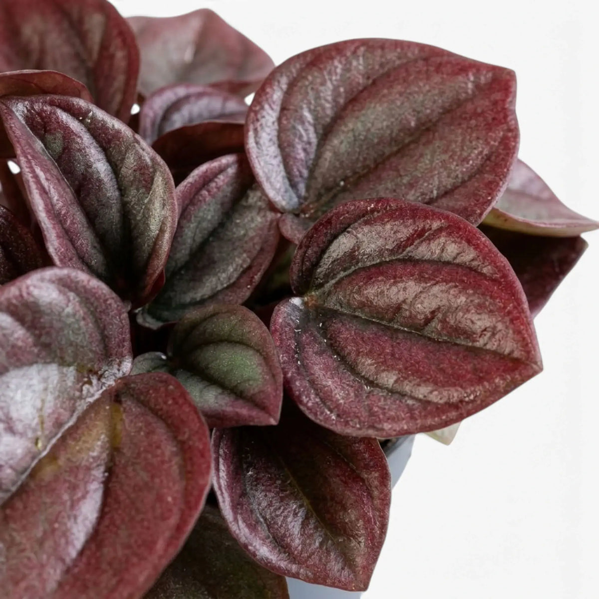 Rippled bronze-red and burgundy leaf of Peperomia caperata ‘Cayenne’
