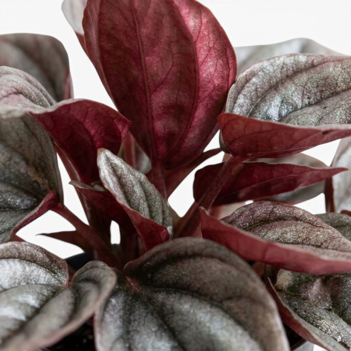 Rippled bronze-red and burgundy leaf of Peperomia caperata ‘Cayenne’