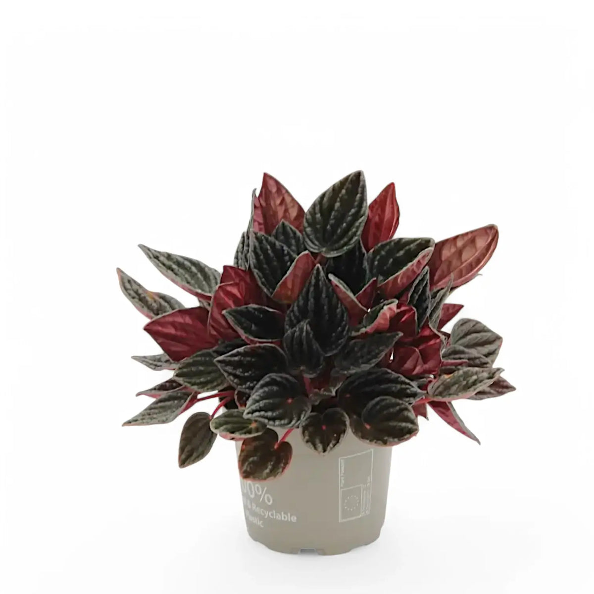 Peperomia caperata 'Montevideo' Zimmerpflanze im Anzuchttopf vor weißem Hintergrund, Produktfoto 3.