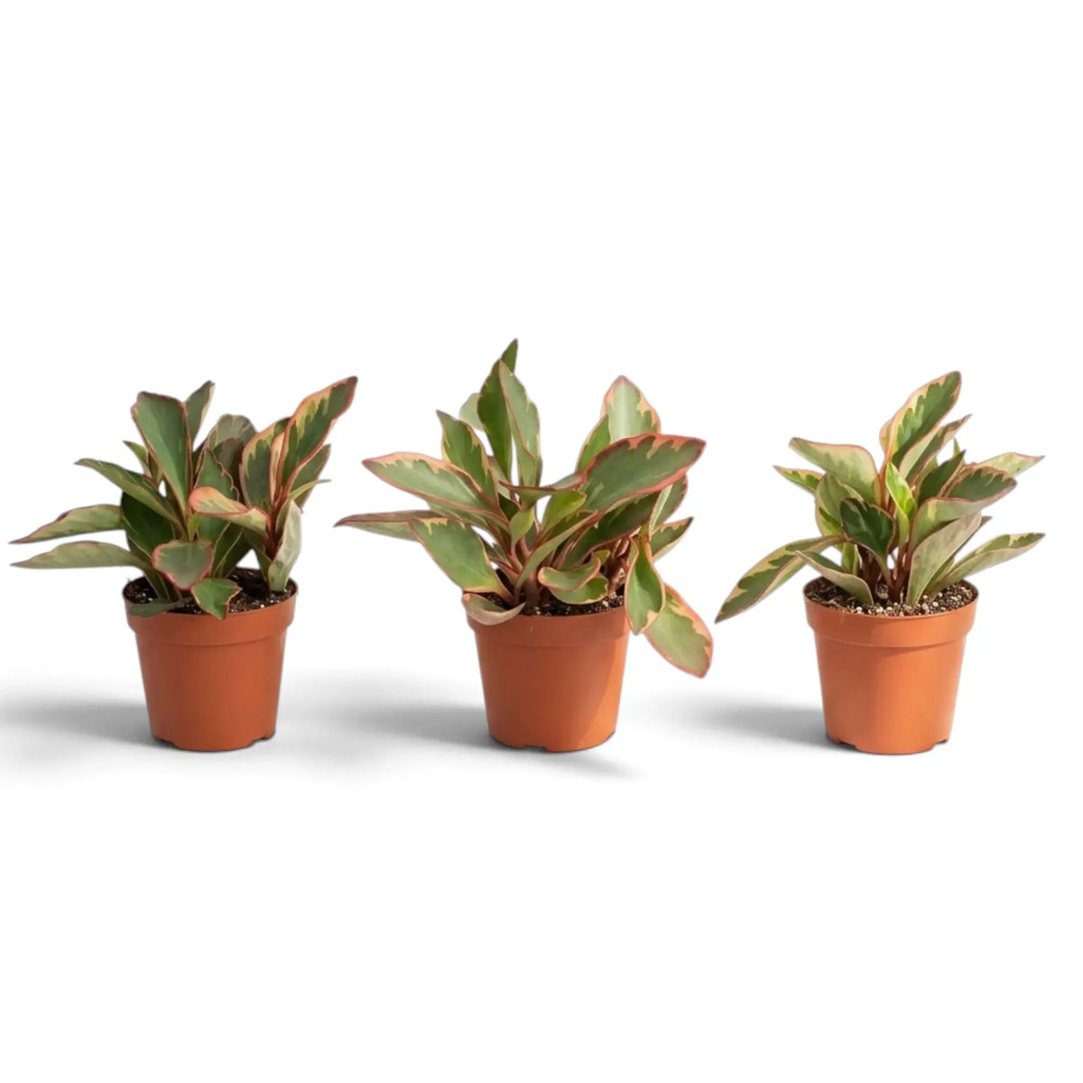 Three Peperomia clusiifolia ‘Jellie’ plants in orange pots with green, cream and pink variegated foliage