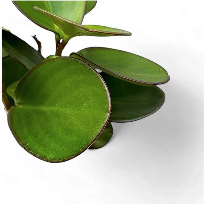 Peperomia clusiifolia 'Red Margin' – Blattdetail vor weißem Hintergrund..
