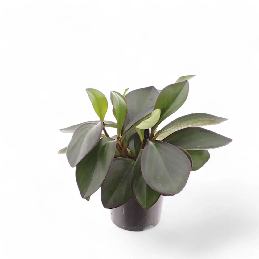 Peperomia clusiifolia 'Red Margin' Zimmerpflanze im Anzuchttopf vor weißem Hintergrund, Produktfoto 2.