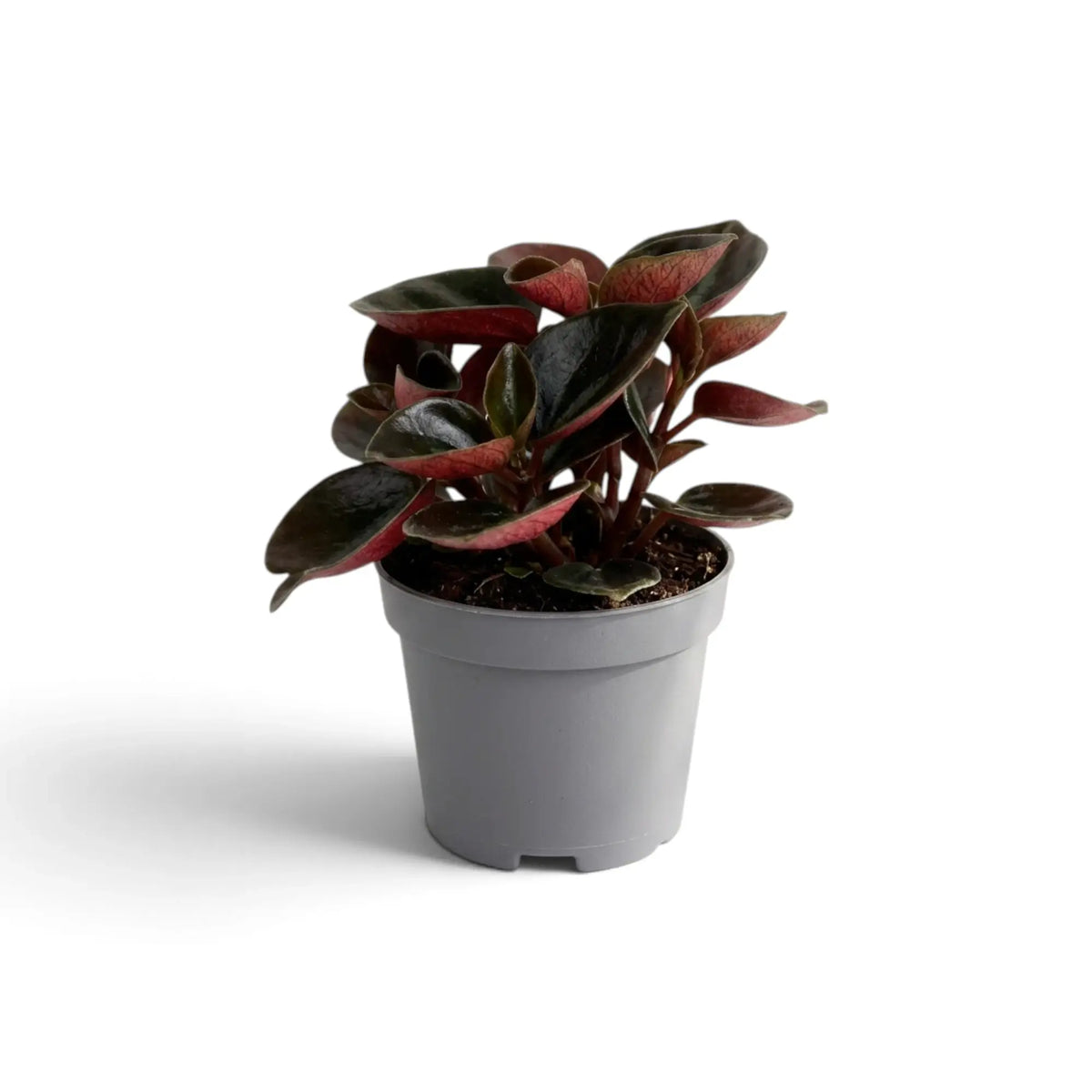Baby Peperomia colombiana in a grey nursery pot, front view