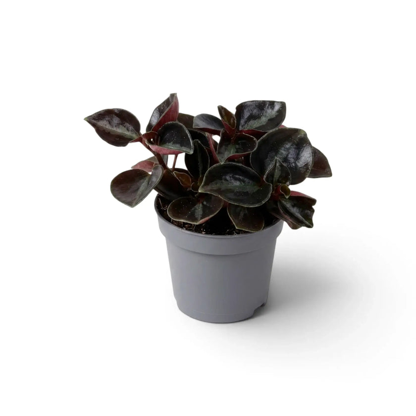 Kompakte Peperomia colombiana als Jungpflanze im grauen Kulturtopf