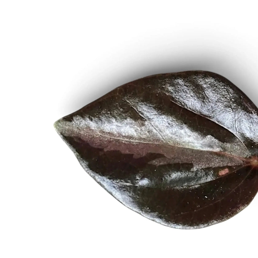 Nahaufnahme eines glänzenden dunklen Blattes von Peperomia colombiana