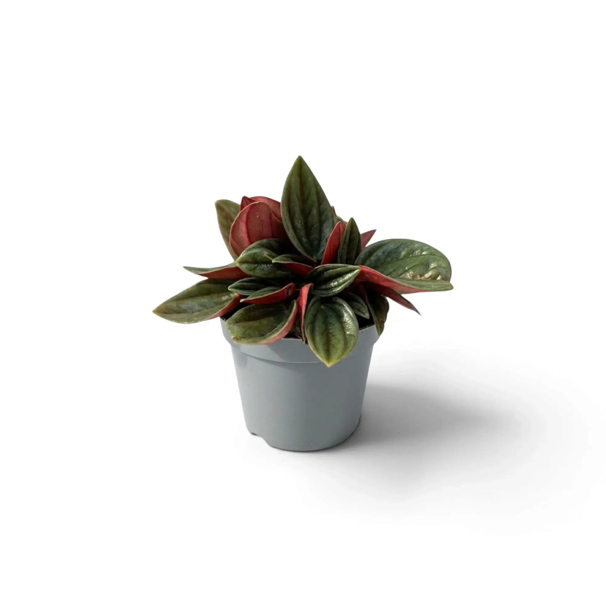 Baby Peperomia ‘Eden Rosso’ with compact ridged green foliage on red-flushed leaf stalks.