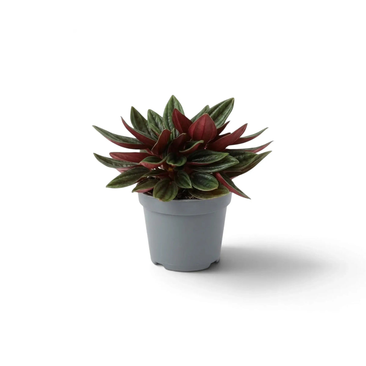 Baby Peperomia ‘Eden Rosso’ with compact ridged green foliage on red-flushed leaf stalks.
