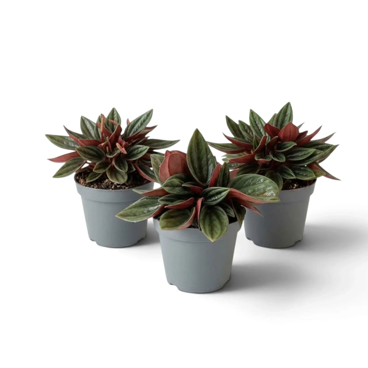 Baby Peperomia ‘Eden Rosso’ with compact ridged green foliage on red-flushed leaf stalks.